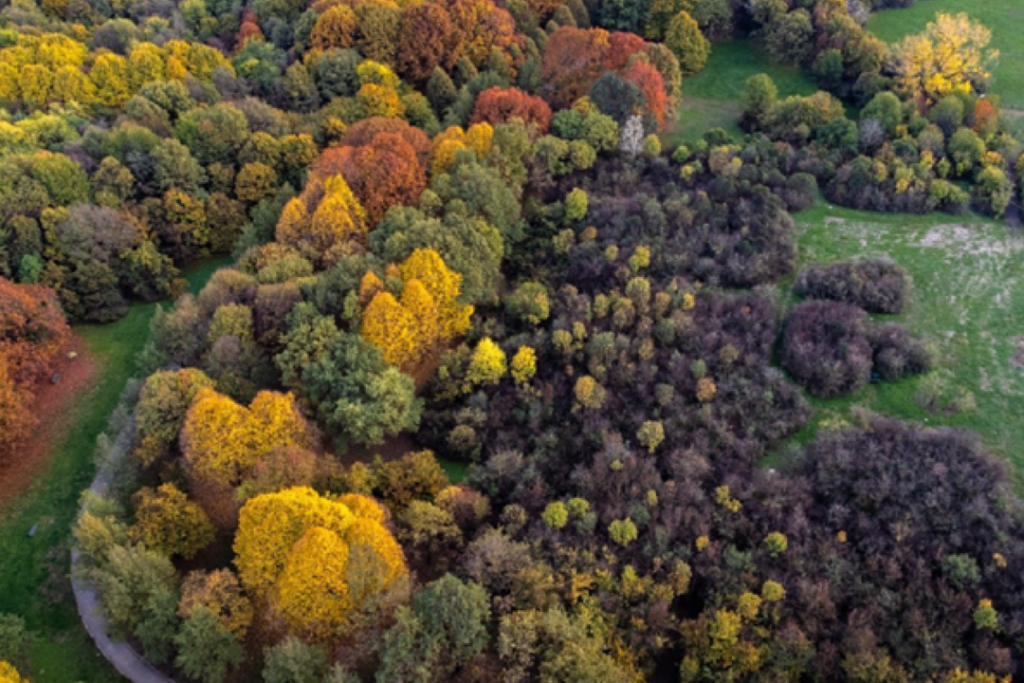 Bosco querce Seveso