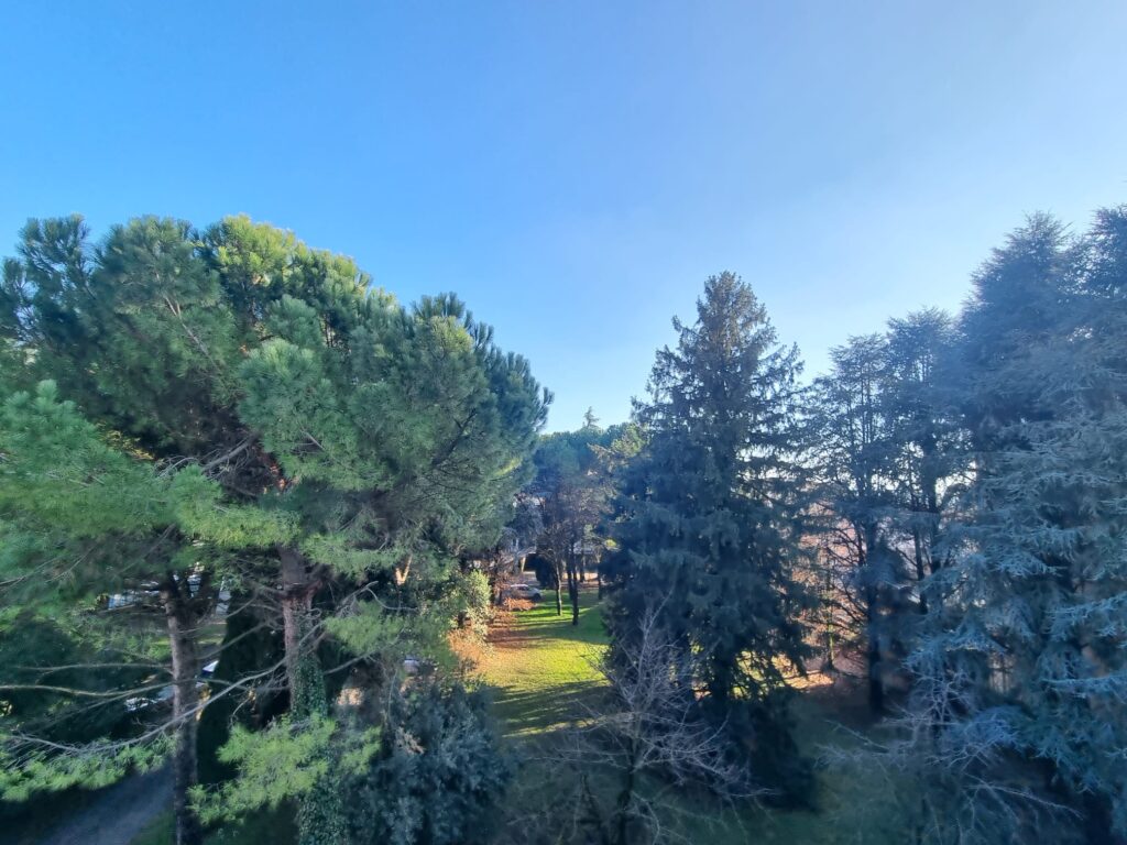 Erba_parco_via_Volta_alberi_3