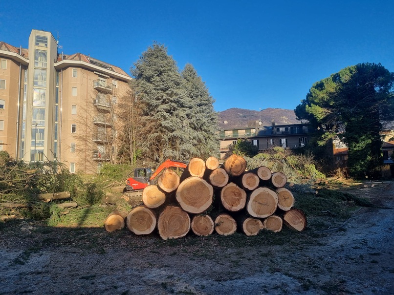 Erba taglio alberi