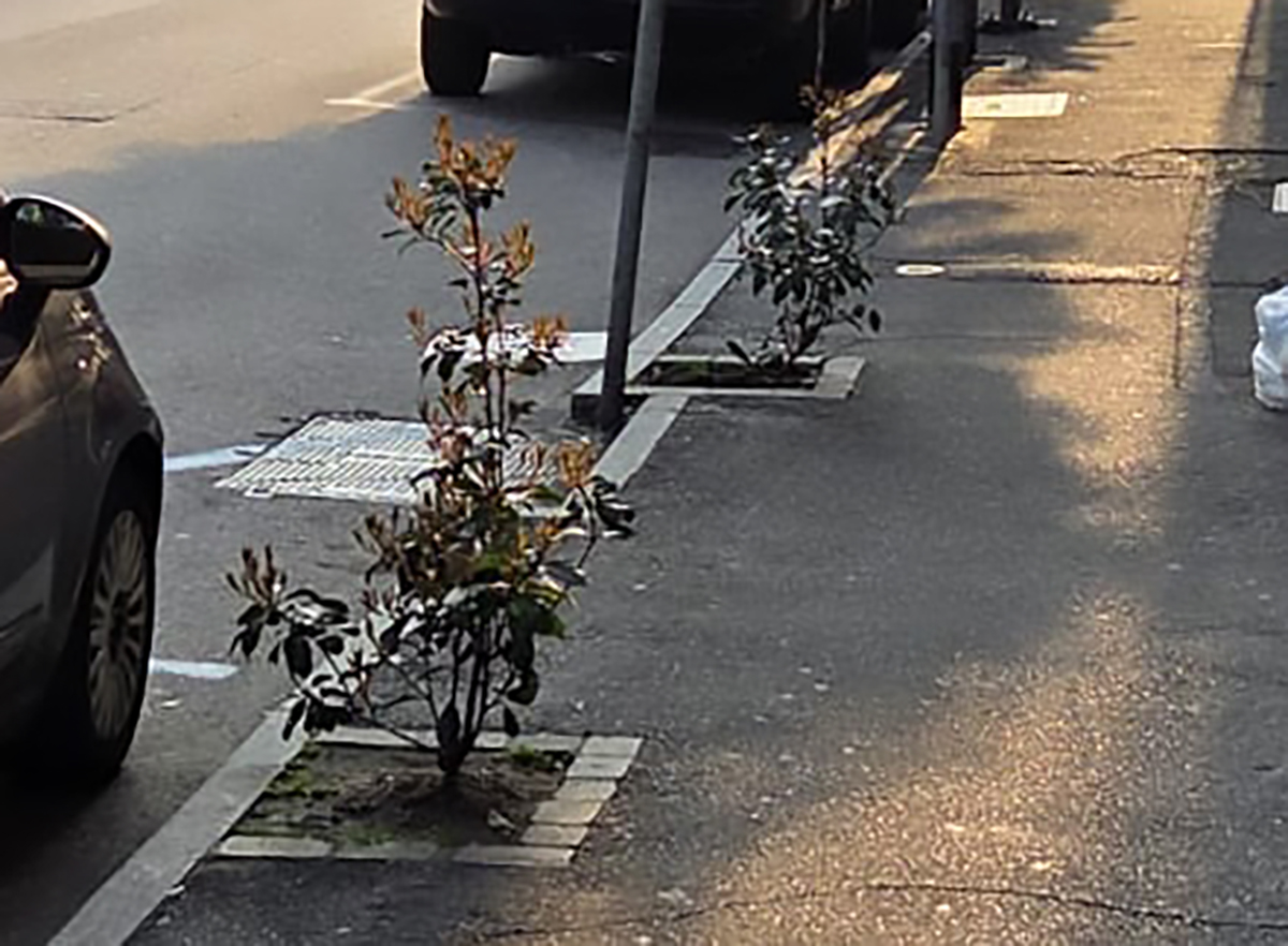 Piante-Via-Dottesio